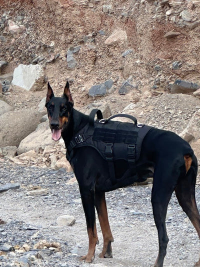 Traveling with Dogs: 7 Essential Tips for a Stress-Free Journey