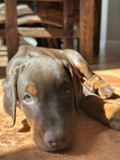Doberman Pincher: A Complete Guide to Care, Training & Health